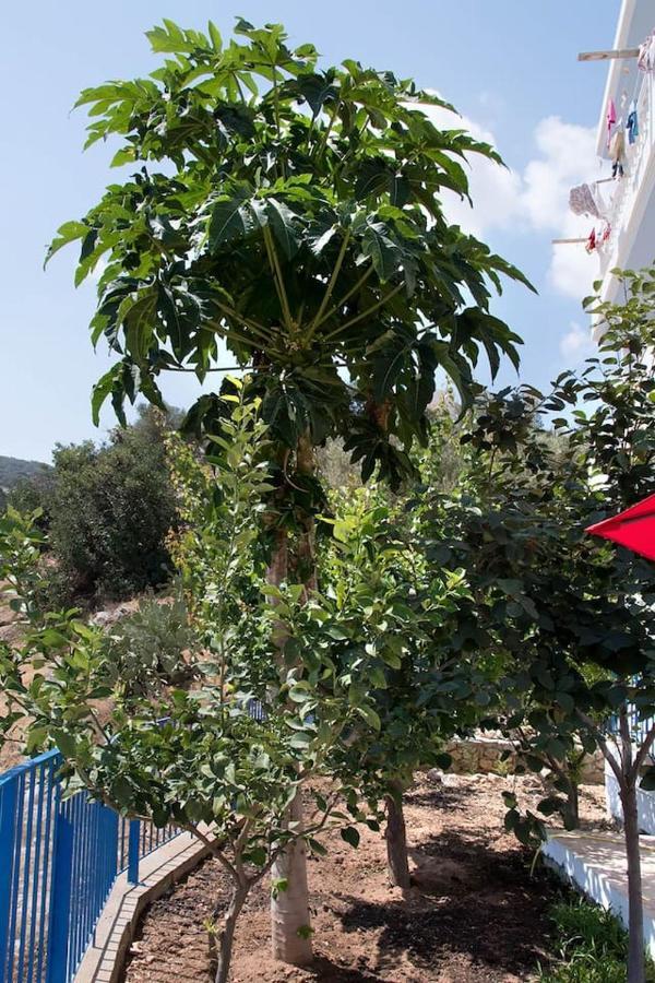 Sunshine Apartment City Center Karpathos Esterno foto